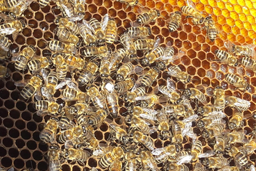 Ветврачи исследовали подмор на болезни пчёл