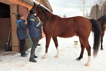 Ветврачи вакцинируют лошадей против сибирской язвы