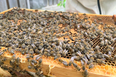 Весеннее обследование подмора на болезни пчёл