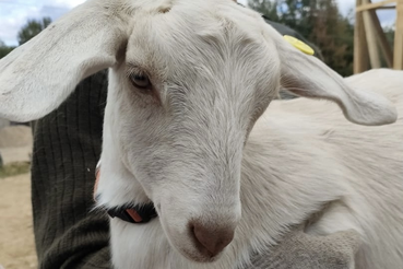 Вакцинация против оспы овец и коз в хозяйствах граждан