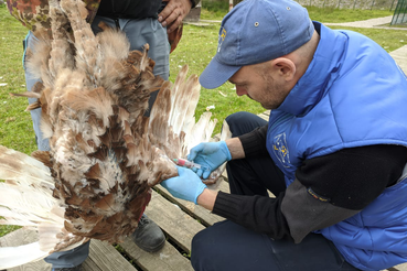 Около 4 тысяч исследований на грипп птиц провели ветеринарные специалисты