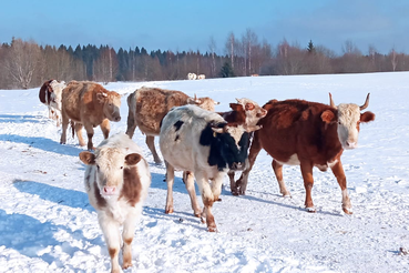 Ветеринарно-санитарное обследование КФХ сибирских фермеров из Тывы