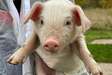 Здоровье свиней под контролем ветеринарной службы!