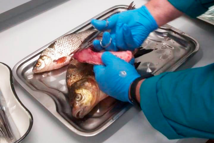 В рыбе обнаружена личиночная стадия триенофороза