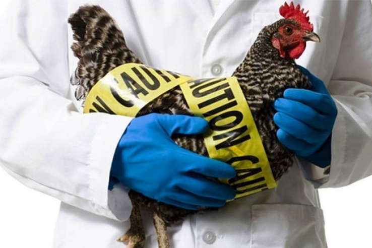 Командно-штабные учения по борьбе с гриппом птиц