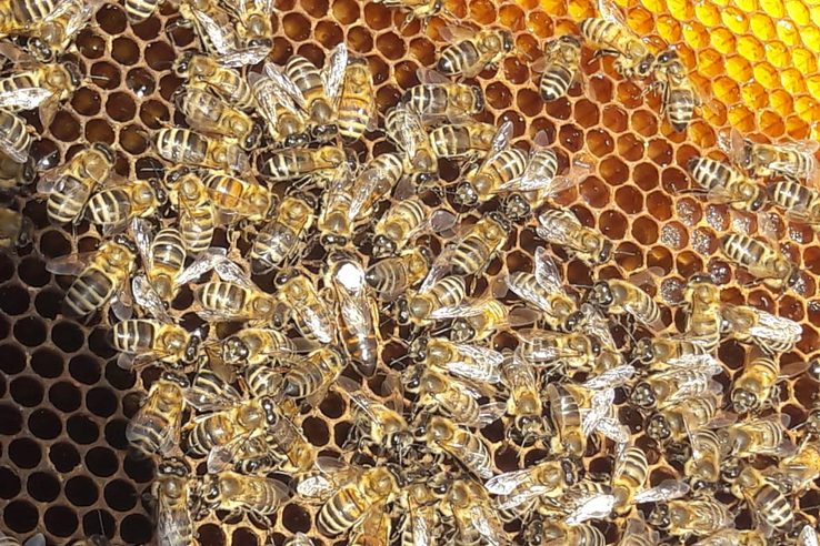 Ветврачи исследовали подмор на болезни пчёл