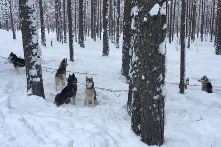 В Ленинградской области прошли состязания по зимним дисциплинам гонок на собачьих упряжках