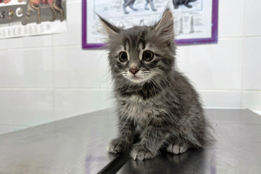 Первый поход котенка к ветеринарному врачу - что делать?