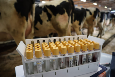 Отбор проб крови у коров провели ветврачи в СПК «Кобраловский»