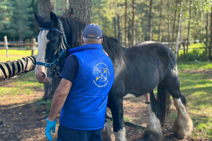 АНОНС: Семинар «Инновационные технологии реабилитации лошадей»