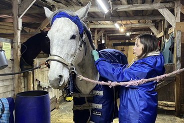 Более 15 тысяч голов лошадей провакцинировано против сибирской язвы