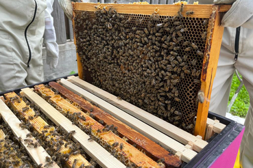 О внесении изменений в областной закон «О пчеловодстве»
