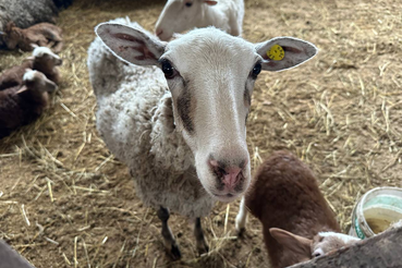 Профилактика оспы овец и коз в Ленобласти