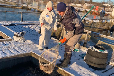 Ветеринарное обследование рыбоводных хозяйств Подпорожского района