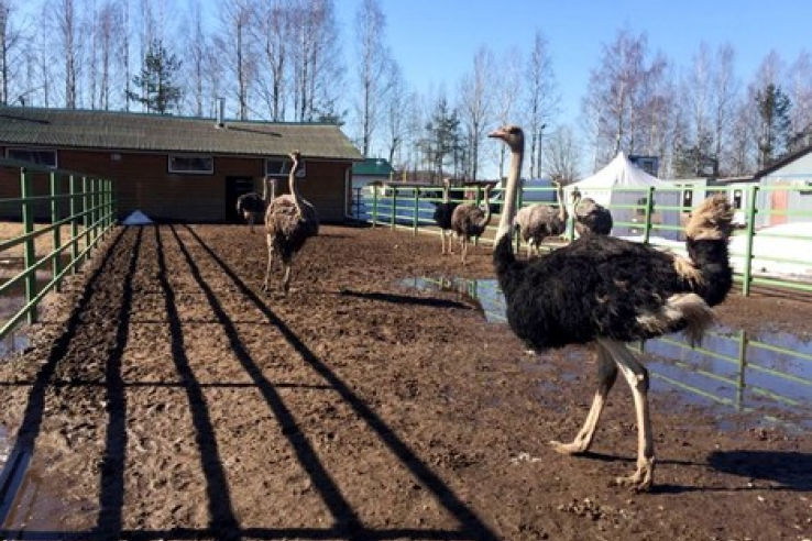 Ветеринарно-санитарное обследование страусиной фермы во Всеволожском районе.