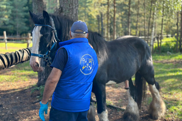 АНОНС: Семинар «Инновационные технологии реабилитации лошадей»
