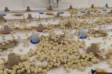 Более 53 тысяч цыплят проверили ветврачи