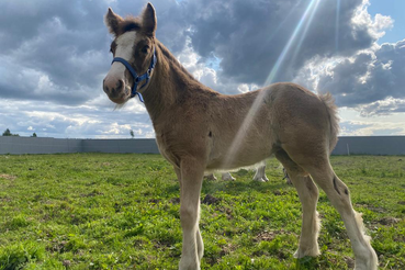 Ветврачи вакцинируют лошадей против сибирской язвы