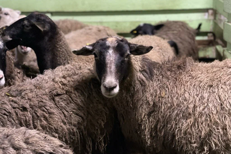 Видео: Оспа овец и коз - особо опасная болезнь
