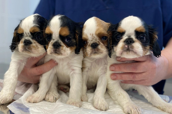 Бесплатная вакцинация собак и кошек от бешенства в ветеринарных государственных лечебницах