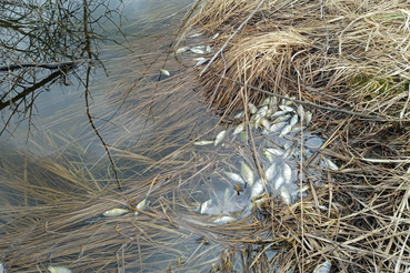Причину гибели пресноводной рыбы в Ломоносовском районе выяснили ветврачи