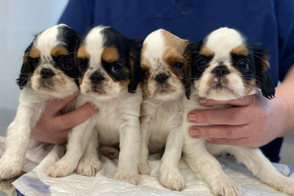 Бесплатная вакцинация собак и кошек от бешенства в ветеринарных государственных лечебницах