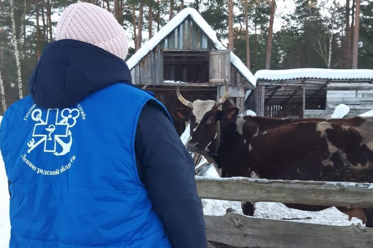 Жалобу о жестоком обращении с коровами проверили ветврачи в Лодейнопольском районе