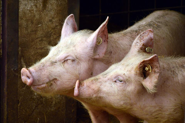 Лето – пик распространения африканской чумы свиней