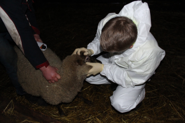 Обход овцеводческих хозяйств