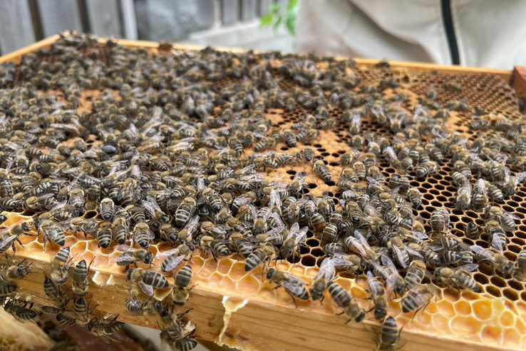 Порядка 8,5 тысяч исследований пчёл на опасные заболевания провели за первое полугодие