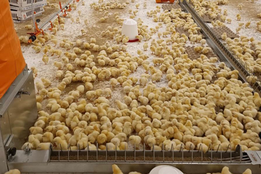 Более 53 тысяч цыплят прибыли в Ленобласть