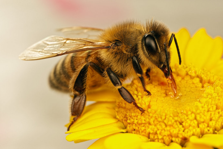 Ветеринарное обследование пчёл