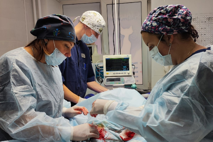 Дни льготной стерилизации: свыше 1000 операций провели врачи в 2022 году
