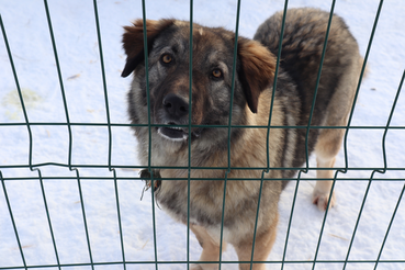 Изменения в областном законе «Об обращении с животными без владельцев на территории Ленинградской области» вступили в силу