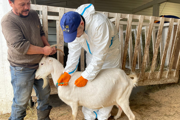 Завершена вакцинация овец и коз в Волосовском районе и буферной зоне