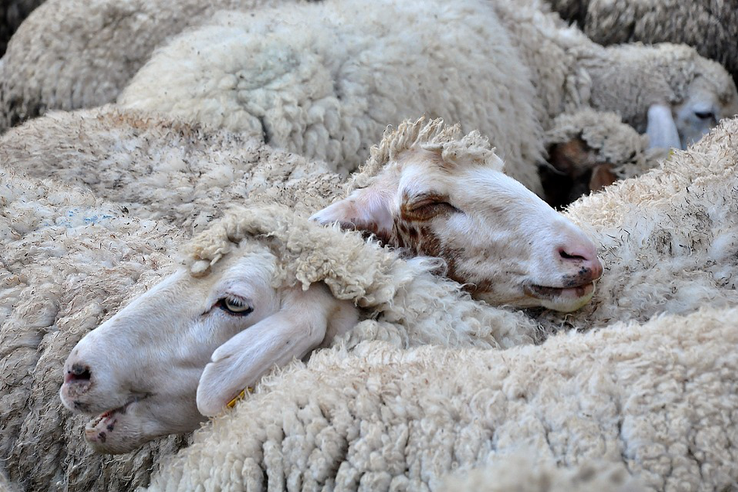 Информация по оспе овец и коз