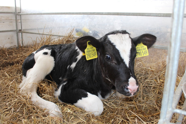 Около 800 коров прошли процедуру искусственного осеменения в 2021 году