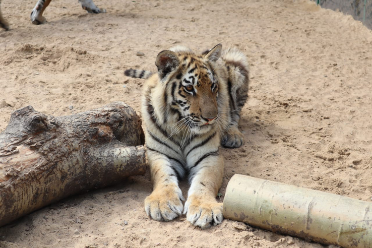 Фоторепортаж: в гостях у тигров