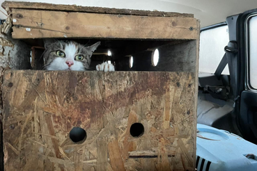 Ветврачи спасли 20 кошек из неподходящих условий проживания