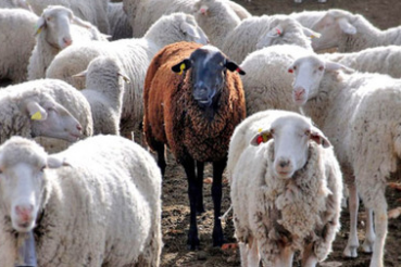 Пресечена попытка незаконного ввоза овец в Ленинградскую область!