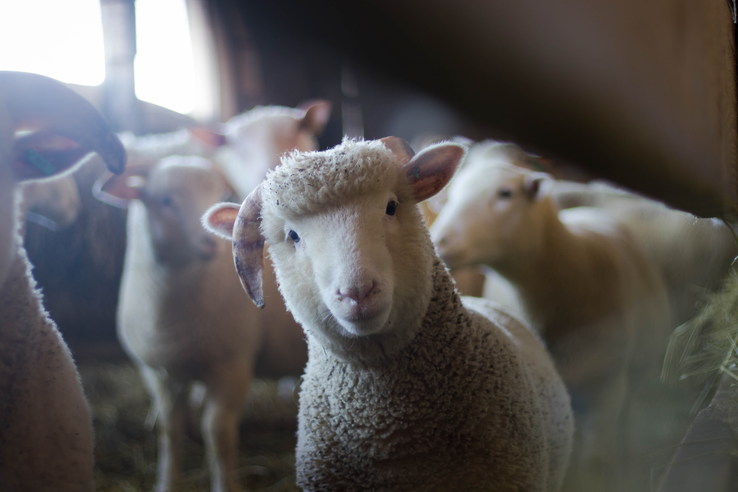 Выявлен неблагополучный пункт по оспе овец и коз