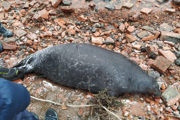 На берегу Невы обнаружили труп тюленя