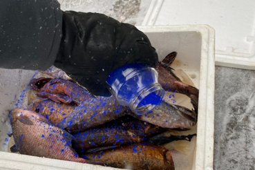 Ветврачи пресекли несанкционированную торговлю рыбой в Приозерском районе
