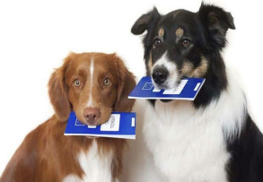 О регистрации домашних животных