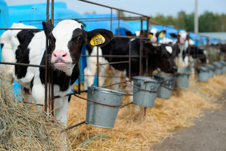 Молочное животноводство: объёмы и профилактика