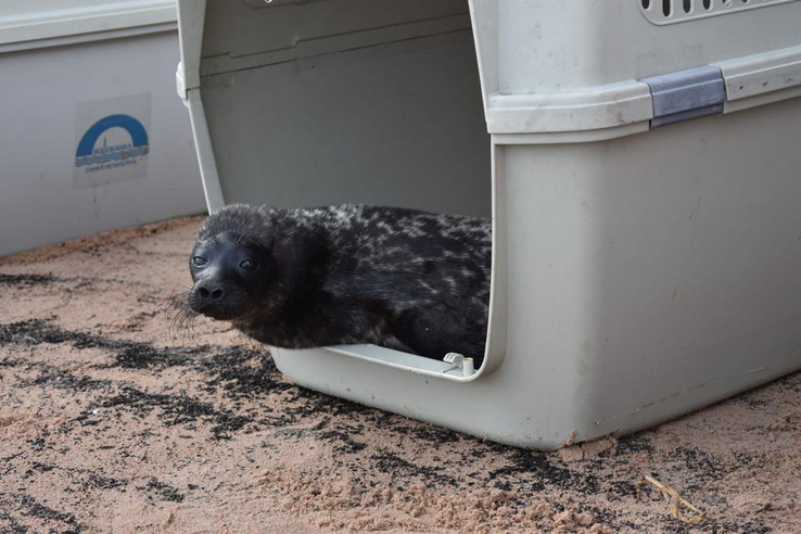 Детенышей тюленей выпустили на волю после реабилитации