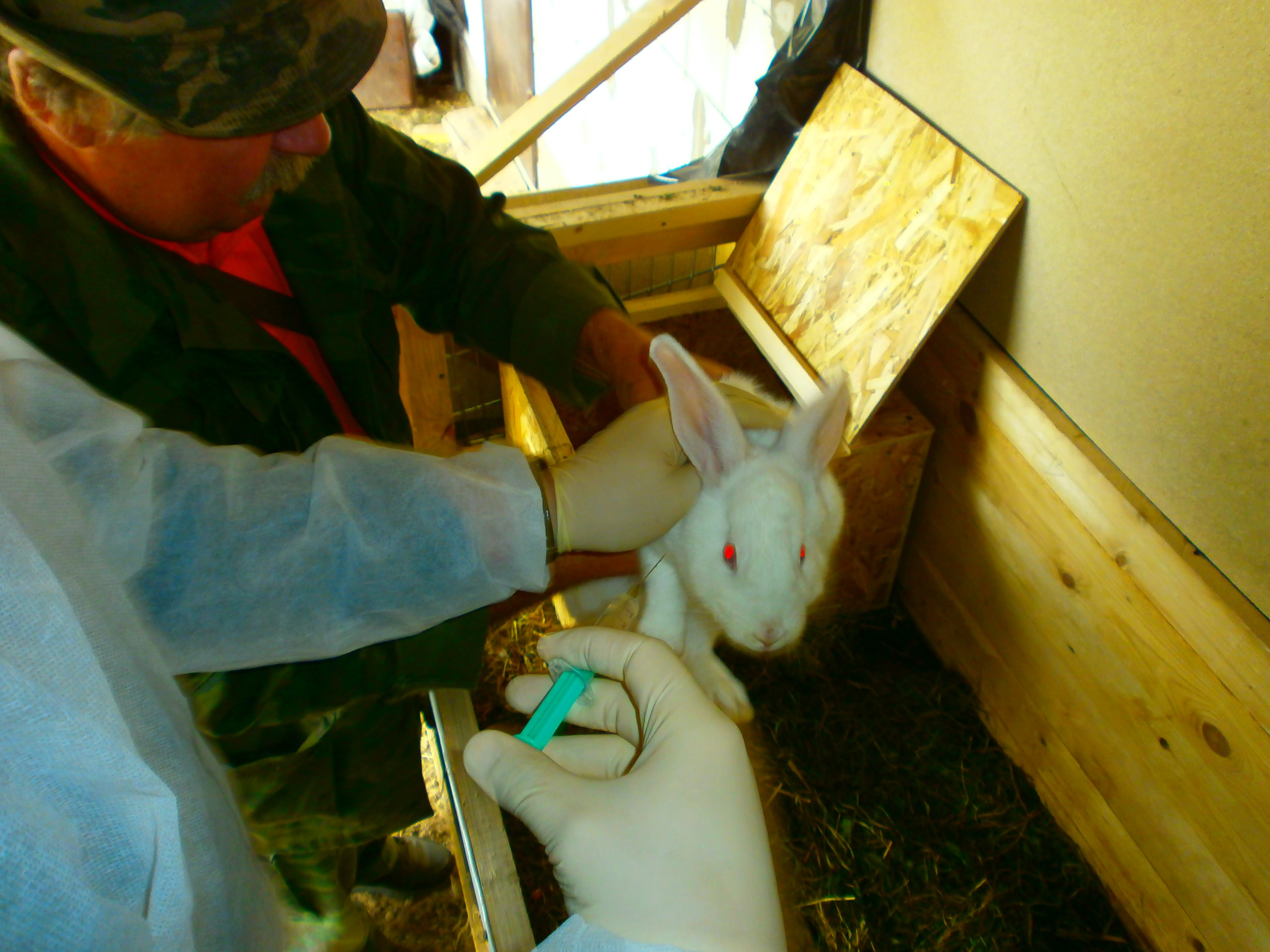 Вакцинация кроликов против миксоматоза и против гриппа и столбняка вирусной геморрагической болезни кроликов