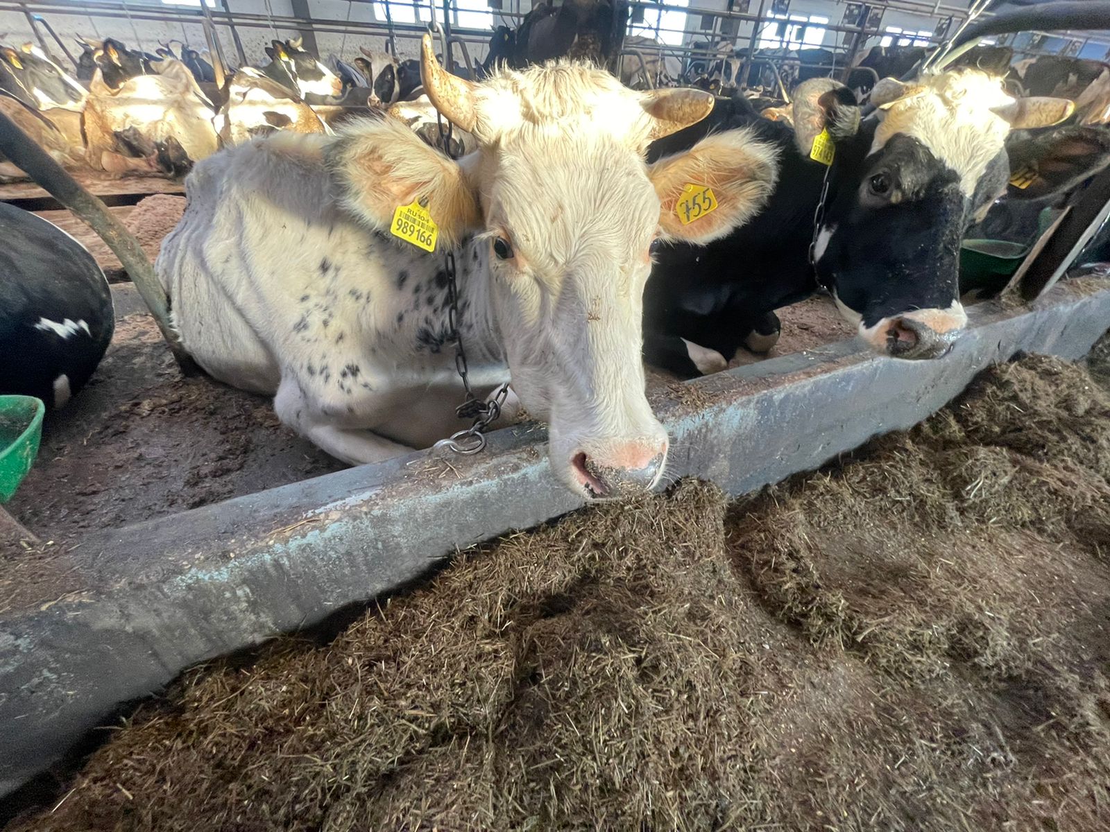 Кетоз - проблема новотельных коров